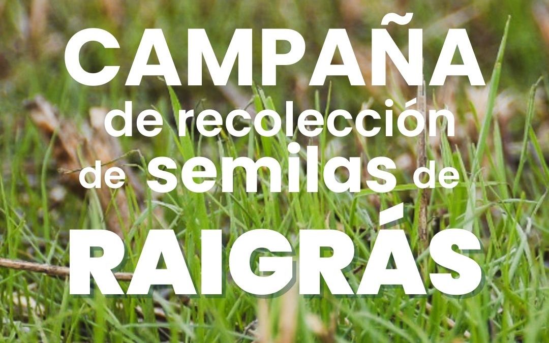 Campaña de recolección de semillas de raigrás